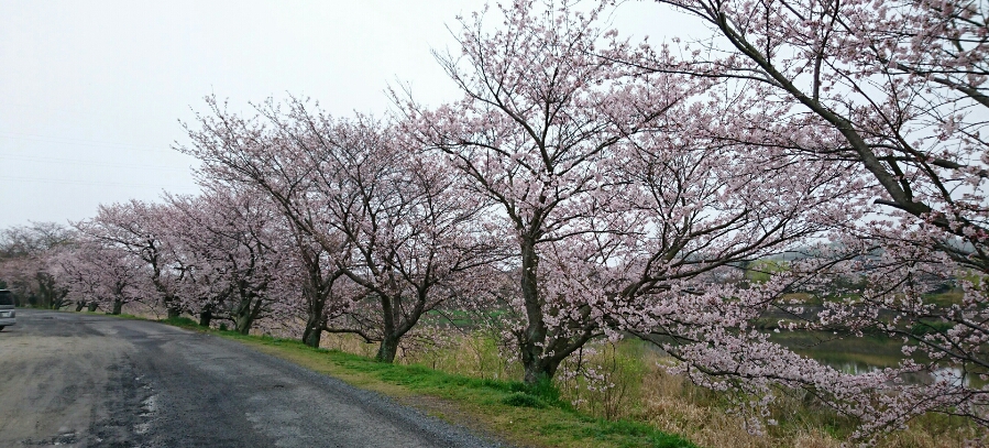 桜の見ごろも、あと少しです。