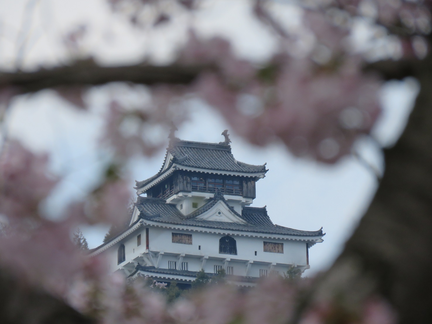 桜に囲まれた岩国城
