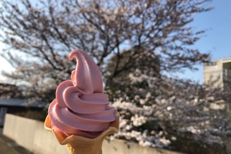仁保の郷、道の駅で人気の「 いちごソフト♪ 」 桜も満開です♪