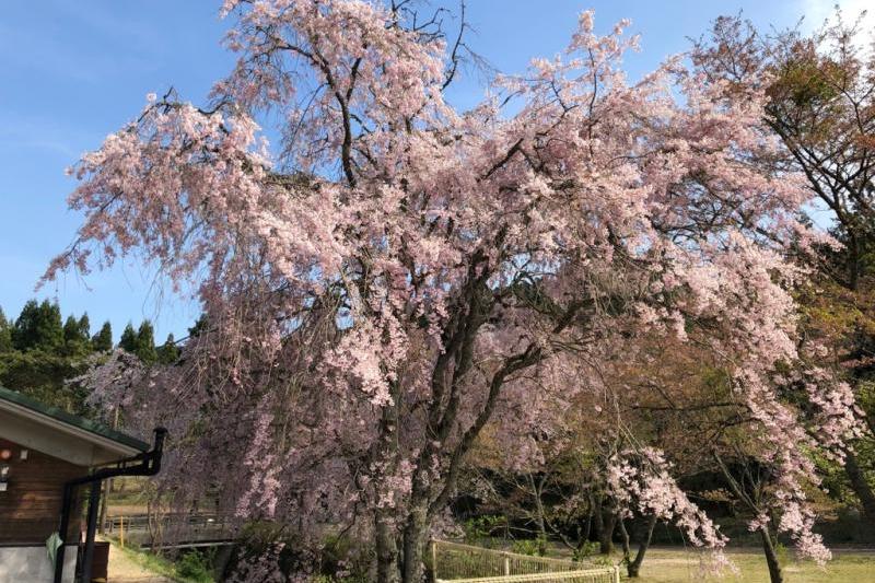 美祢市、大正洞の見応えある 綺麗な 枝垂桜でした　♪