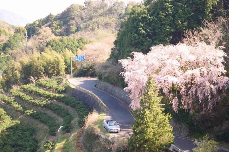 周防大島町の枝垂れ桜