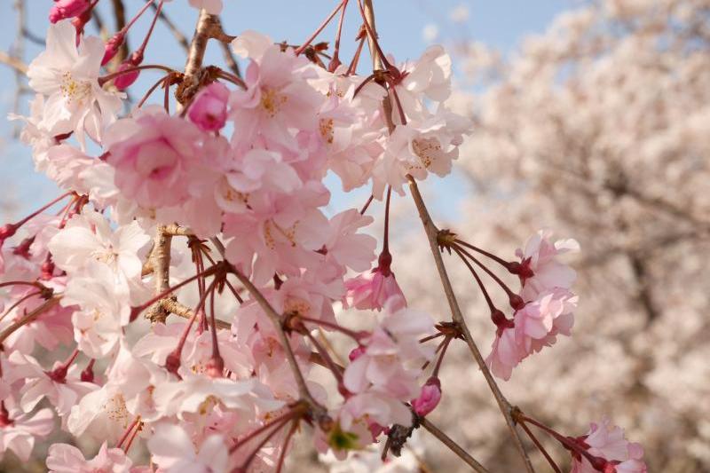 維新公園の桜が見ごろ