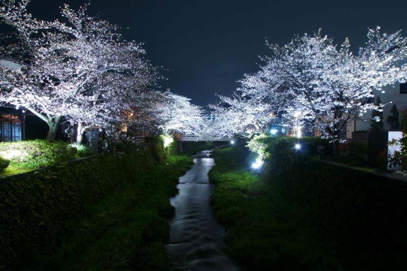 一の坂川　夜桜4