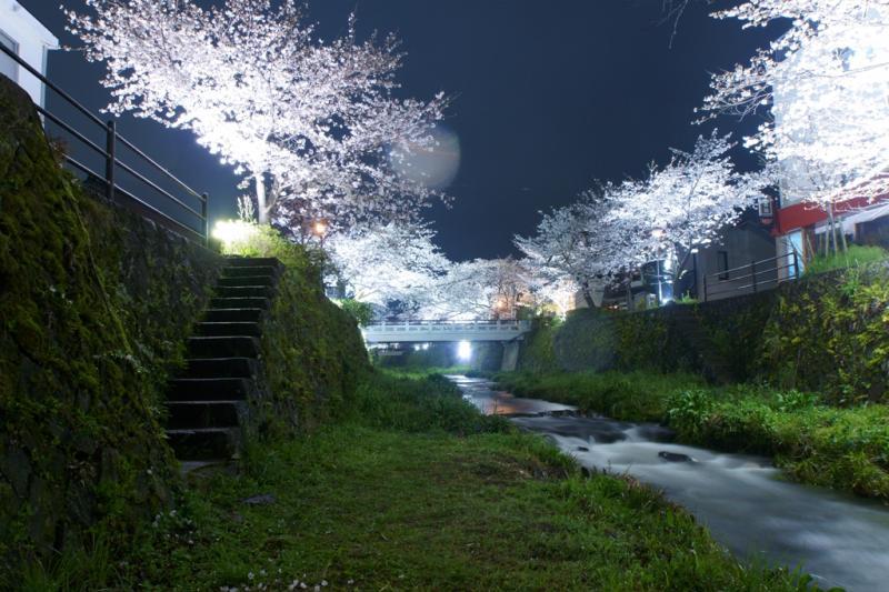 一の坂川　夜桜2