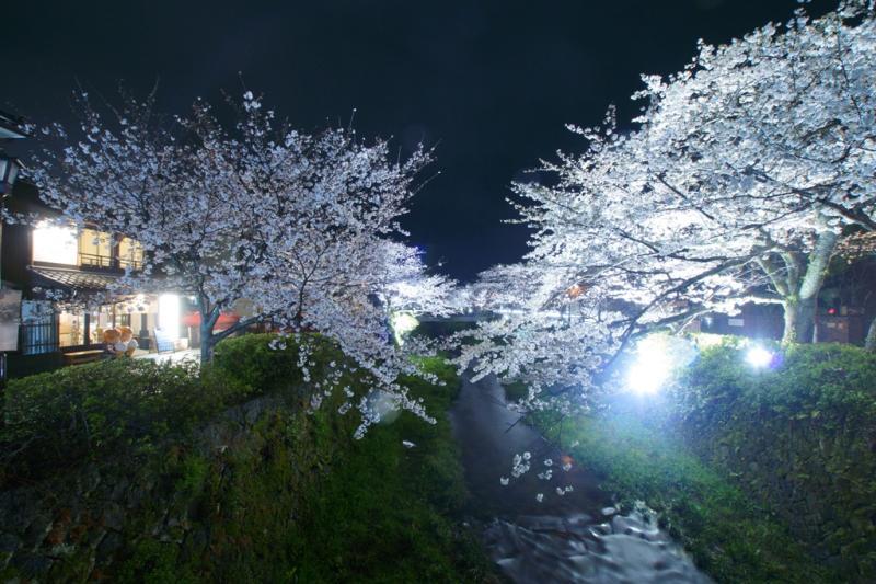 一の坂川　夜桜5
