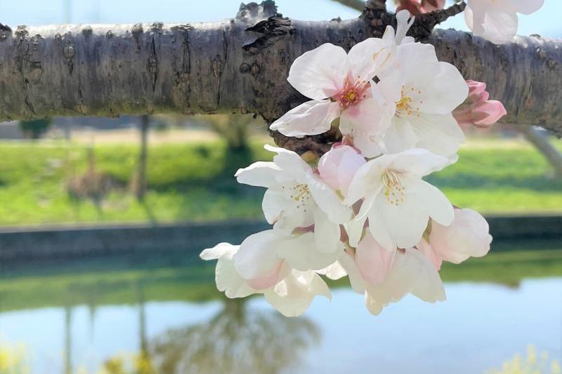 椹野川の堤防で咲く桜。