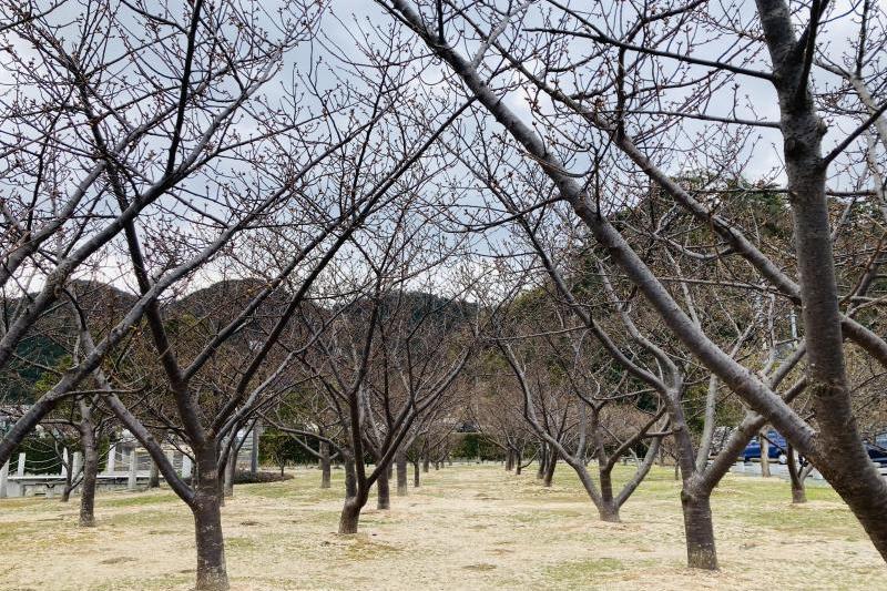 公園内には約120本の河津桜が植えてあります。
