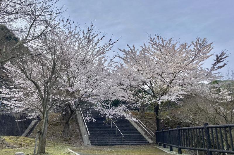 階段と桜。