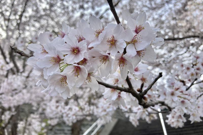 桜、桜。