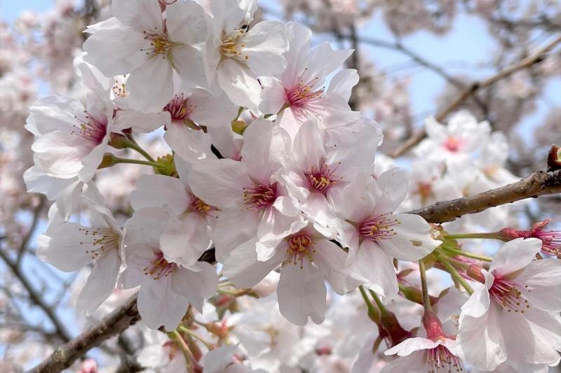 今朝、近所で咲いていた桜。満開です。