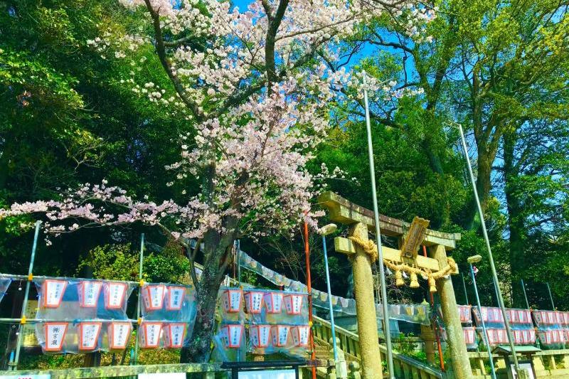 山﨑八幡宮の桜も満開です。