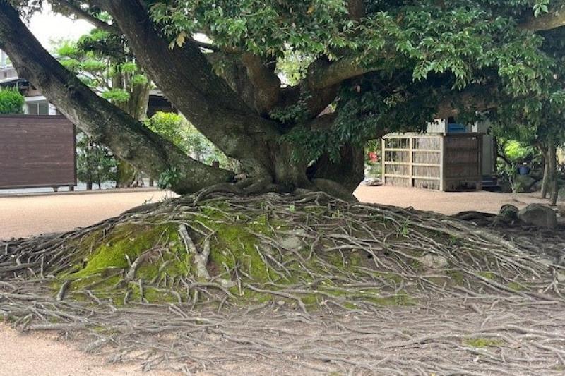 樹齢約２５０年の椎の木　