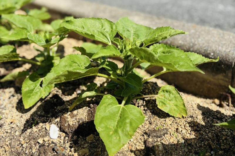 植樹帯のミニひまわりです。