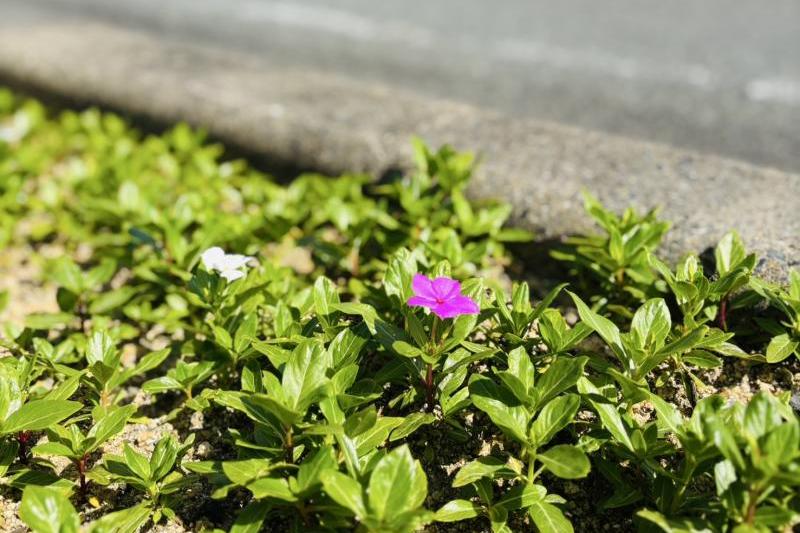 植樹帯のニチニチソウです。