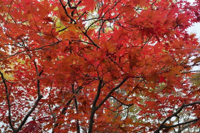 青、緑から赤、黄色へ。