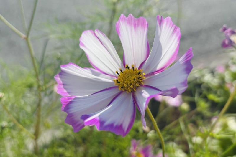 色とりどりのミニコスモスが植樹帯を彩っています