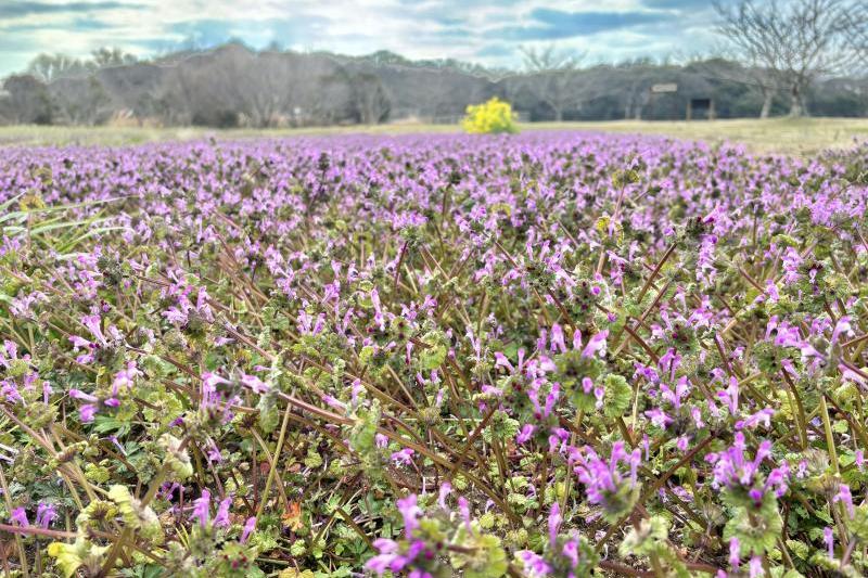 ホトケノザです