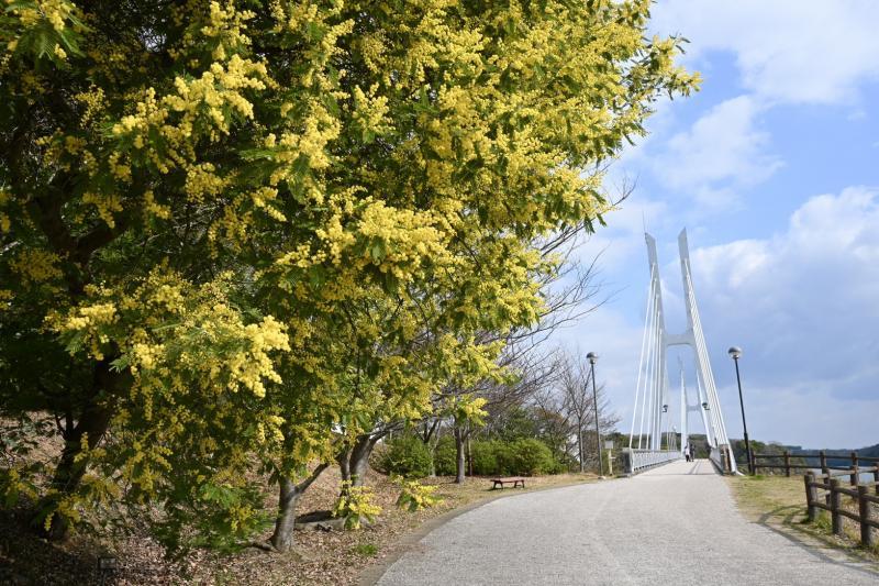 場所はときわ公園内の白鳥大橋の近くです。