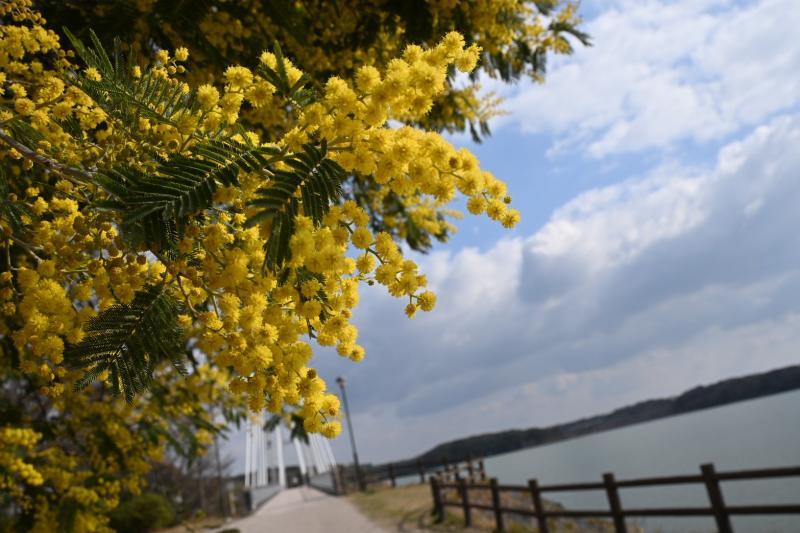 周辺をウォーキングされている方も多くいらっしゃいました。